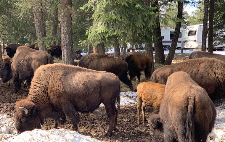 Bison Are Ready For Thanksgiving >> Bison Ranch Tour Cultural Tourism Ticketswest Bison Are Ready For Thanksgiving >> Bison Ranch Tour Cultural Tourism Ticketswest