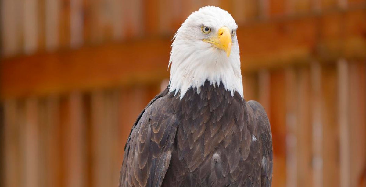 Majestic Encounters - Eagle Aviary Tour