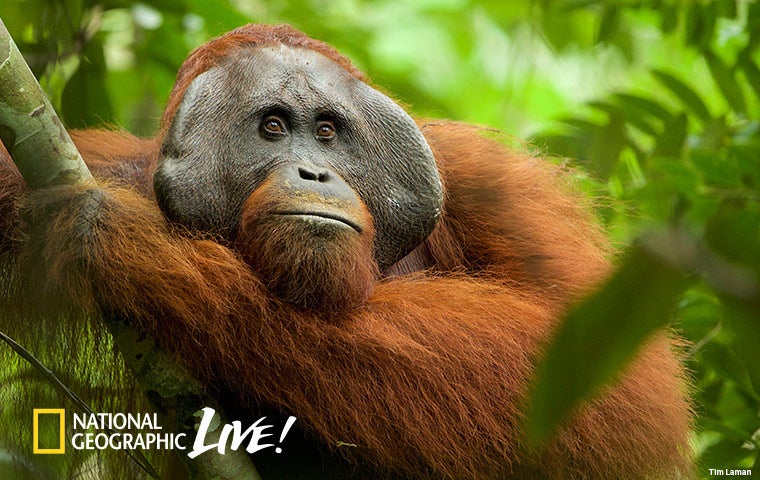 Tim Laman And Cheryll Knott Adventures Among Orangutans Ticketswest